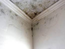 Mold Odor Removal Services in North Wantagh, NY